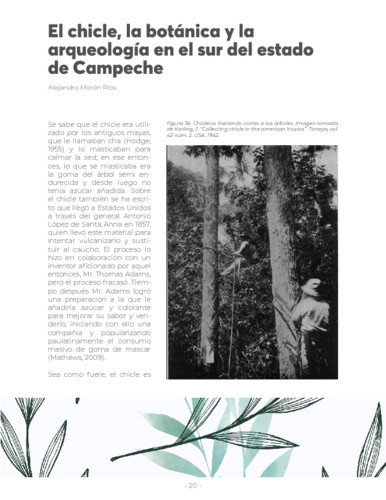 El chicle, la botánica y la arqueología en el sur del estado de Campeche