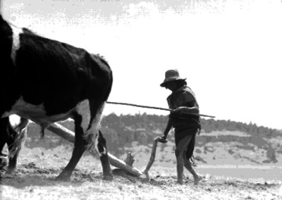 Tarahumara arando con una yunta