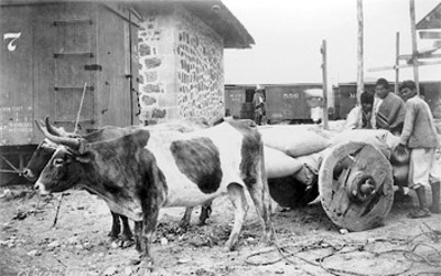 29.Ox cart loading grain in México