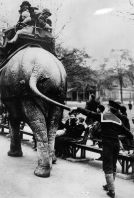 Gente sobre un elefante