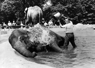 Gente observa a hombre bañar elefante