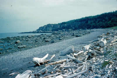 Desechos naturales en la orilla de una playa