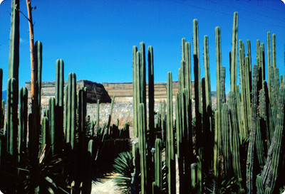 Cactus, edificio prehispanico en segundo plano