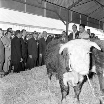 Adolfo López Mateos y comitiva observando un toro exhibido en la Exposición Nacional Ganadera