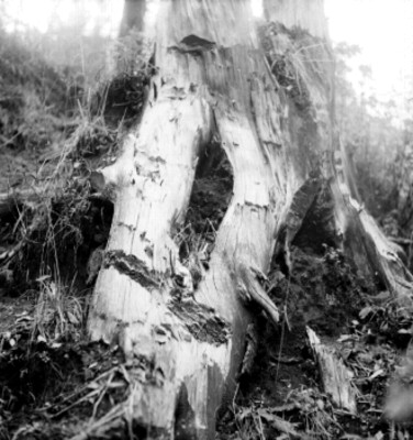 Tronco de un árbol, vista parcial