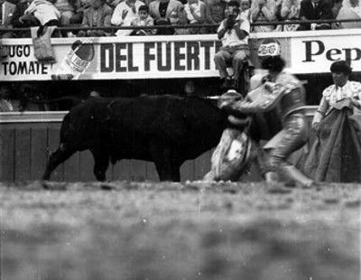 Antonio Velázquez es cogido por el toro durante una faena