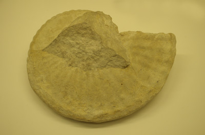 Ammonite fosilizado