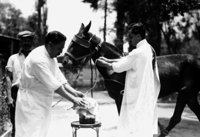 Veterinarios le sacan sangre a un caballo