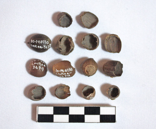 Cascara de bellota