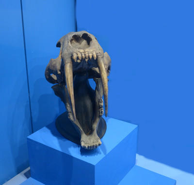 Tigre dientes de sable