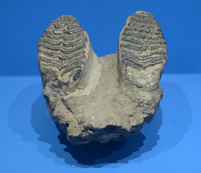 Molares de mamut de Gonfoterio