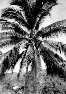 Palmera con cocos