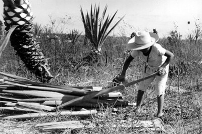 Trabajador limpie pesas de henequén