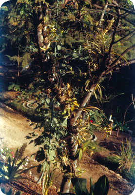 Arbol en el jardin del Rancho Amanalco