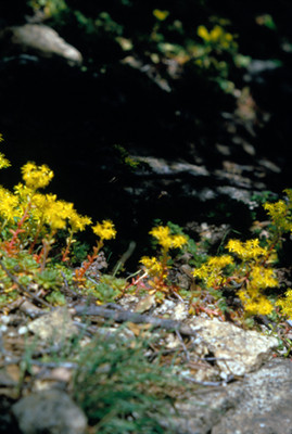 Flores silvestres amarillas, detalle