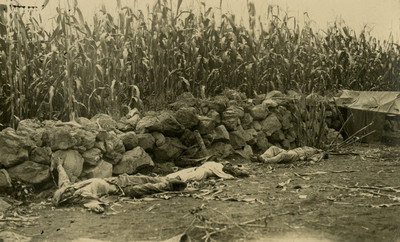 Cadáveres de revolucionarios junto a cultivo de maíz, tarjeta postal
