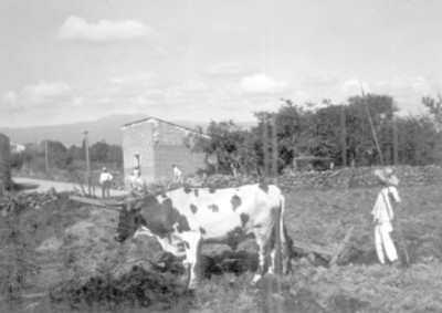 Pastores y vaca en el campo