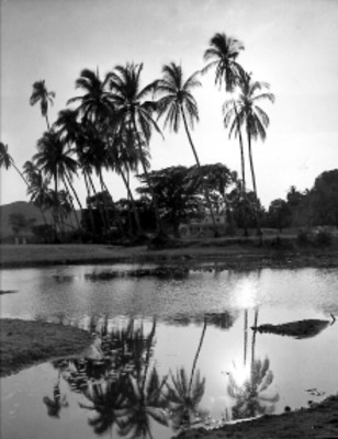 Reflejo de palmeras en lago