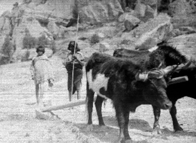 Hombres tarahumaras con bueyes arando en un campo