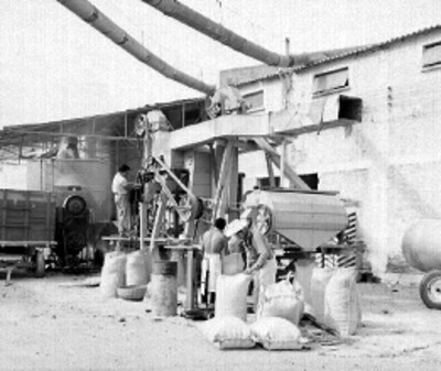Trabajadores con máquina envasando arroz en costales, en un molino de Culiacán