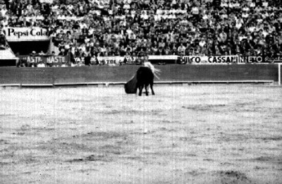 Torero ejecuta pase con muleta durante corrida
