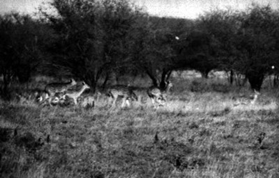 Militares en la Plaza de la Constitución durante homenaje de la bandera