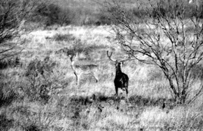 Militares desfilan en la Plaza de la Constitución durante homenaje a la bandera