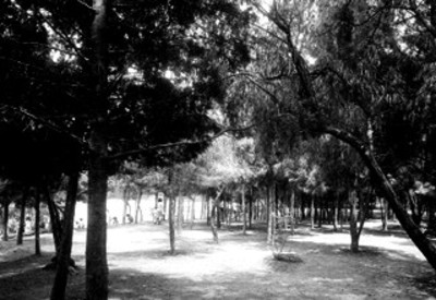 Vista del bosque de Chapultepec