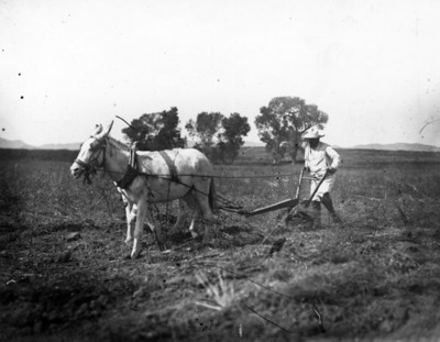 Francisco Villa maneja el arado en la hacienda Canutillo