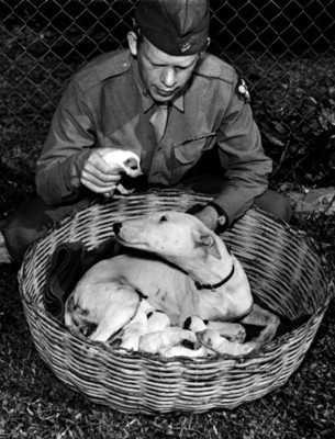 Soldado observa perros dentro de una canasta
