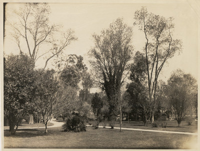 Prado norte en el Bosque de Chapultepec
