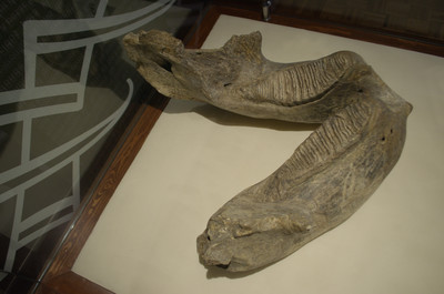 Mandíbula de mamut del Pleistoceno
