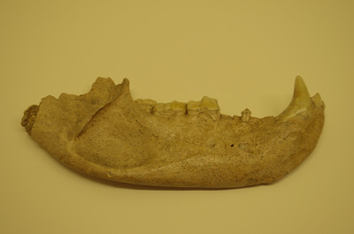 Mandíbula de oso chato