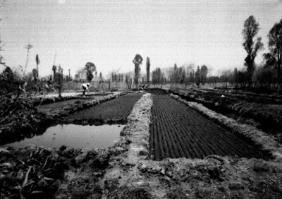 Campesinos sembrando en las chinampas de un canal de Xochimilco