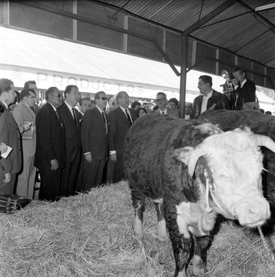 Adolfo López Mateos y comitiva observando un toro exhibido en la Exposición Nacional Ganadera
