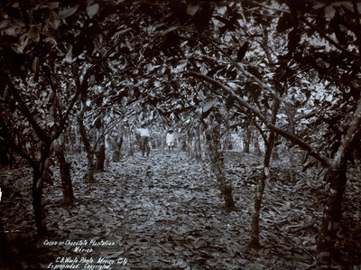 "Cacao or Chocalate Plantation", Hombres en una plantación de Cacao