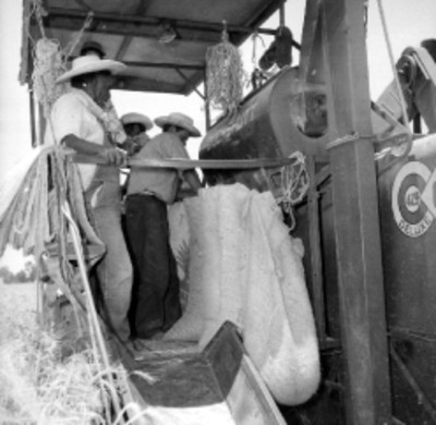 Trilladora laborando en un campo de cultivo en Irapuato