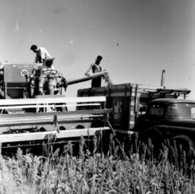 Trilladora transportando trigo a un camión, durante una carga, en un campo de cultivo