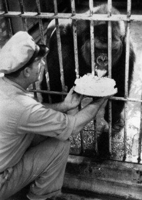 Hombre da de comer pastel a un gorila
